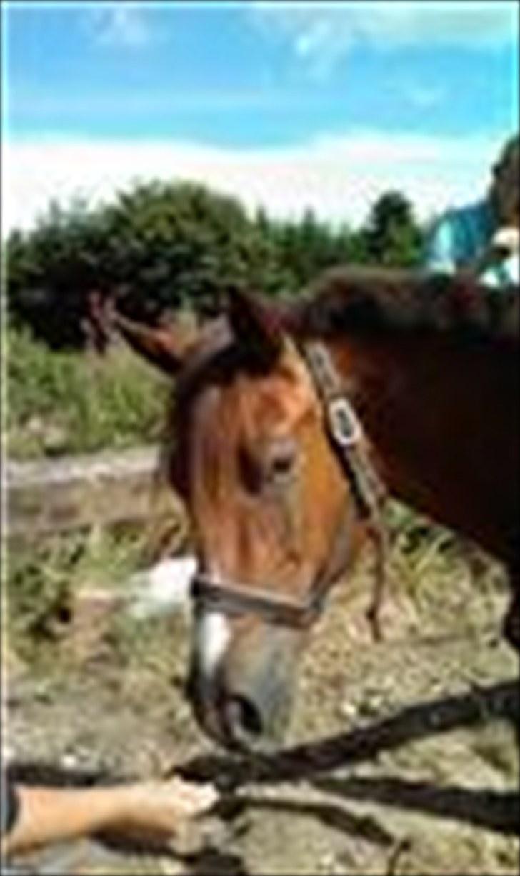 Anden særlig race Kasmir -solgt & elsket <3 - Kasmir og hans lille kæreste - Malou;) Efterår 2010 billede 8