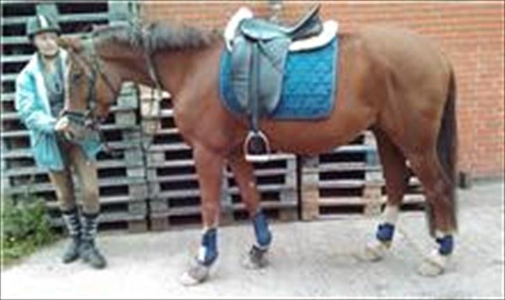 Anden særlig race Kasmir -solgt & elsket <3 billede 9