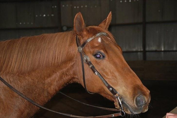 Paint Two Spot Ice billede 17