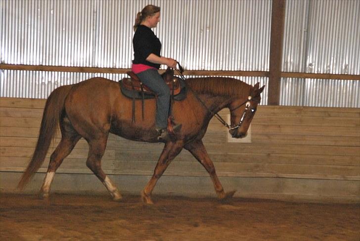 Paint Two Spot Ice - Ice og Fie til træning :-) billede 18