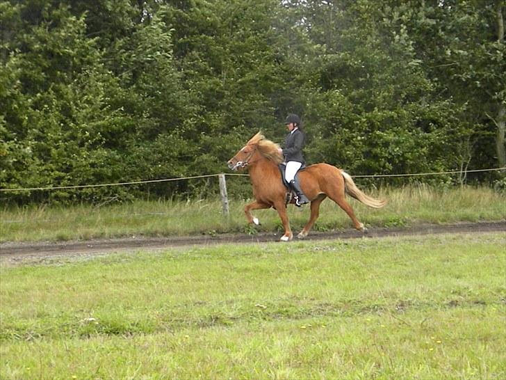 Islænder Freyja fra Akureyri - Freyja´s første 4.1 d.18-19 september 2010 på Ganti banen billede 15