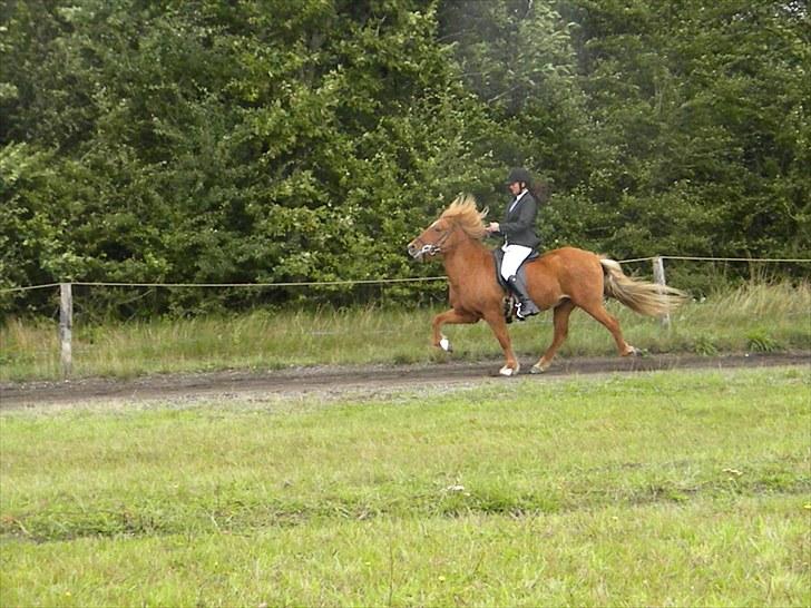 Islænder Freyja fra Akureyri - Freyja´s første 4.1 d.18-19 september 2010 på Ganti banen billede 16