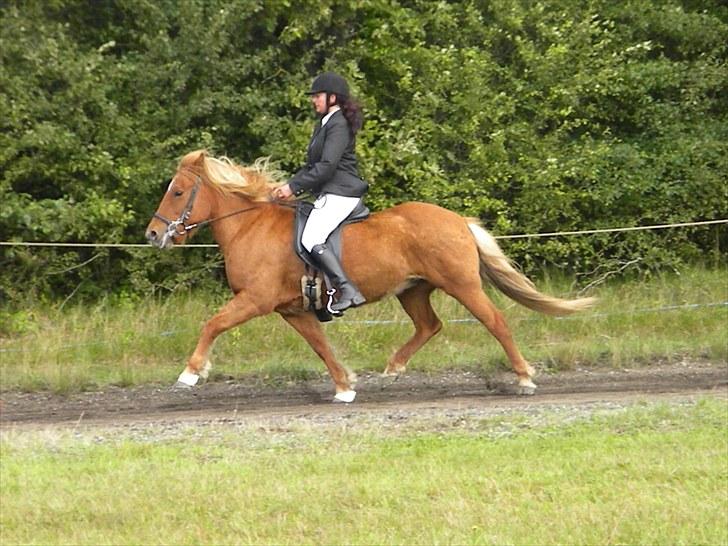 Islænder Freyja fra Akureyri - Freyja´s første 4.1 d.18-19 september 2010 på Ganti banen billede 17