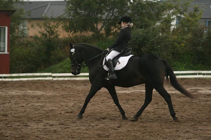 Anden særlig race Bailando (Frede)  billede 15