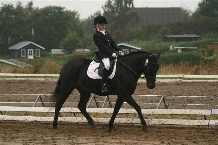 Anden særlig race Bailando (Frede)  billede 16