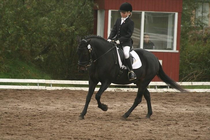 Anden særlig race Bailando (Frede)  billede 17