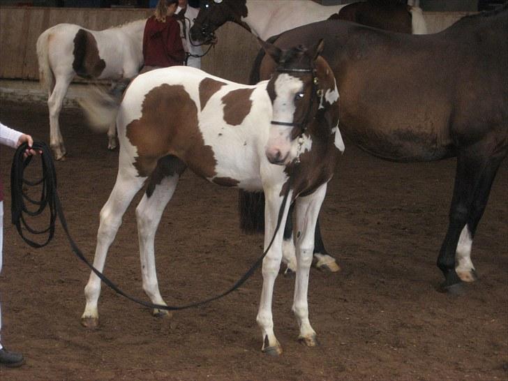 Anden særlig race A.B. Marlee "SOLGT" billede 17