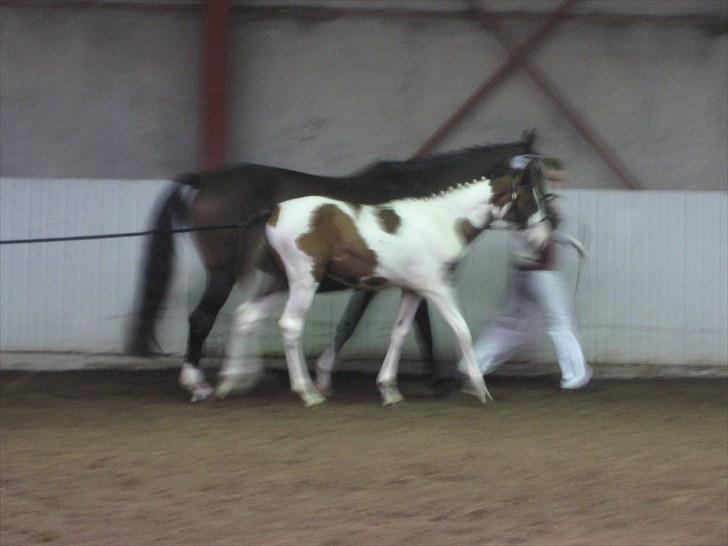 Anden særlig race A.B. Marlee "SOLGT" billede 18