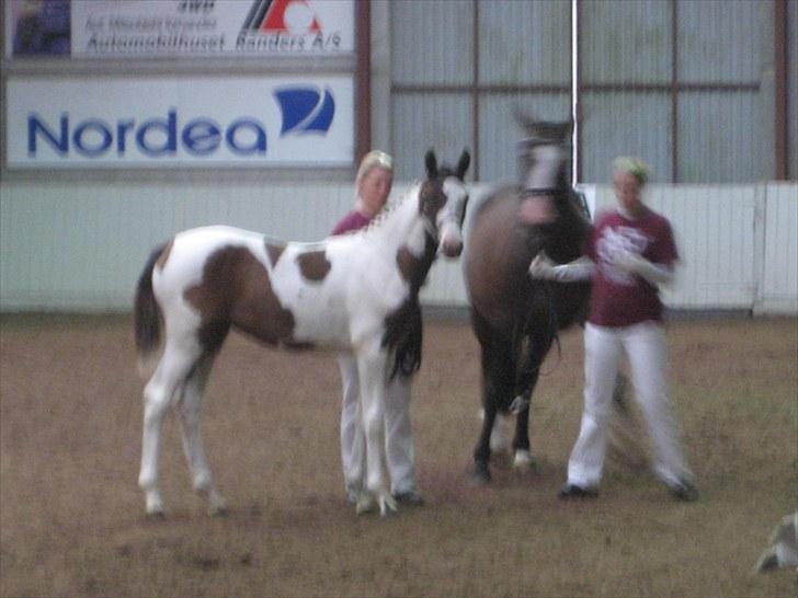 Anden særlig race A.B. Marlee "SOLGT" billede 19