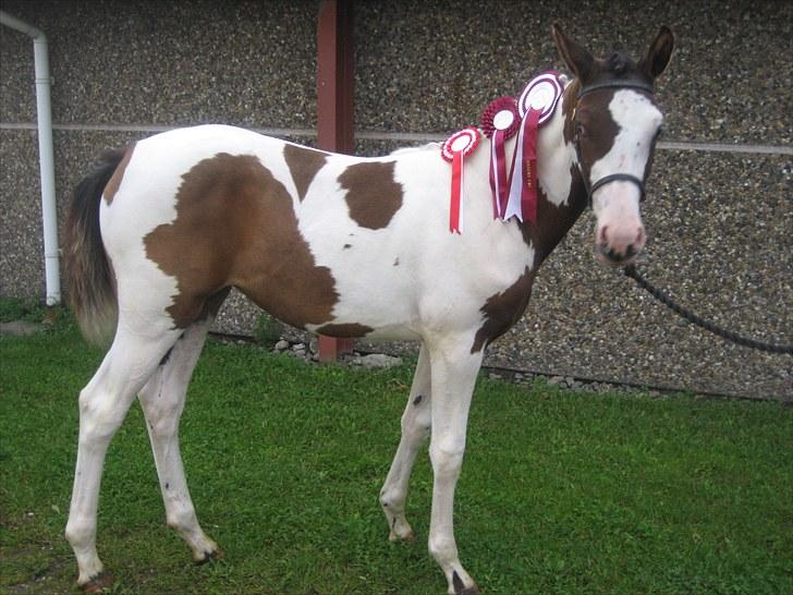 Anden særlig race A.B. Marlee "SOLGT" billede 20