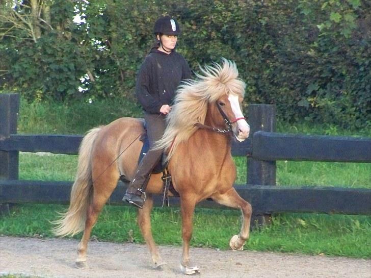 Islænder Von fra Minna-Hofi(SOLGT) billede 19