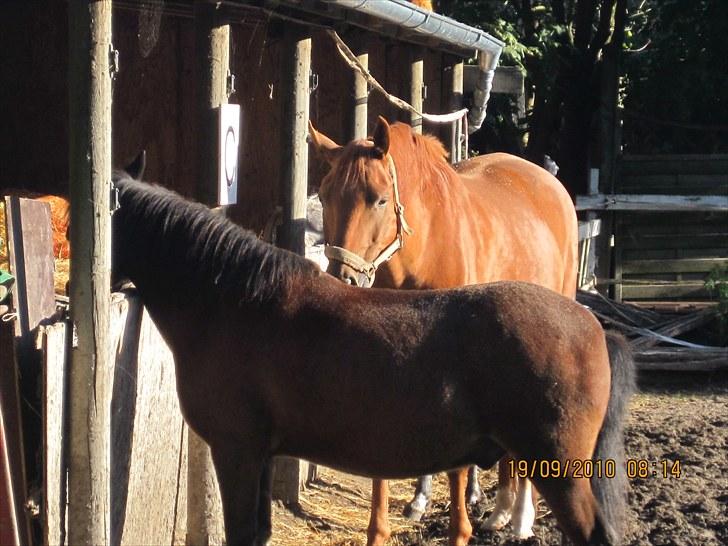 Dansk Varmblod No rain to day Frede - Frede i den dejlige morgen sol :) billede 2