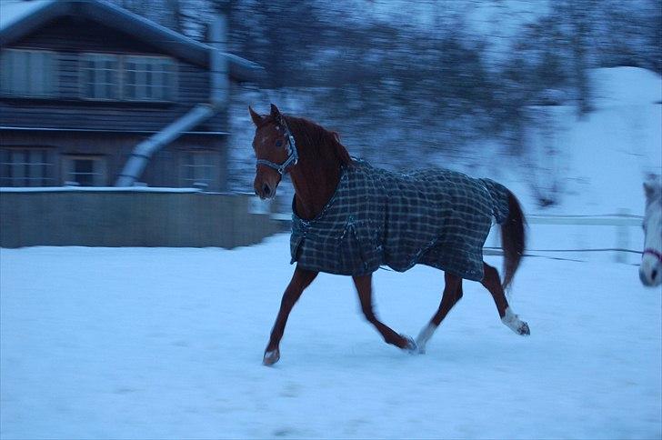 Dansk Varmblod No rain to day Frede - Frede på banen :) billede 17