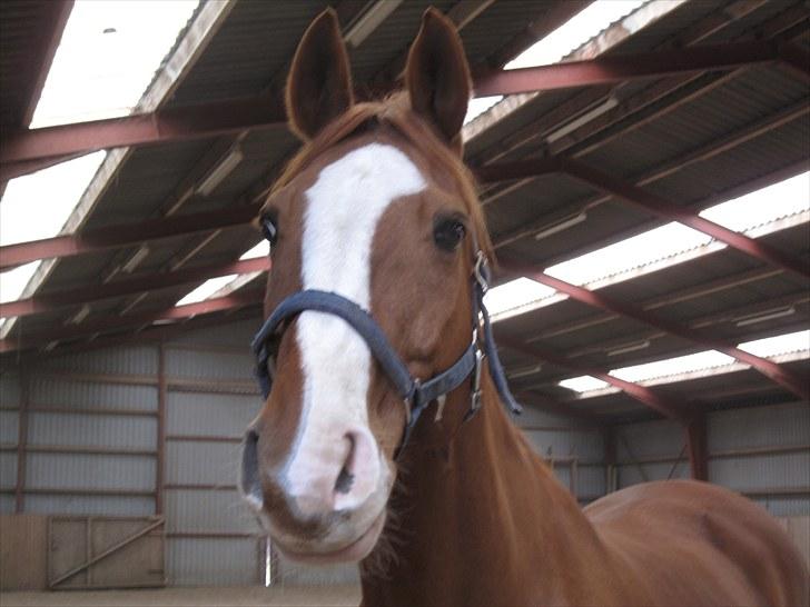 Dansk Varmblod Balou Vibeland - Hej... Jeg er Balou billede 1