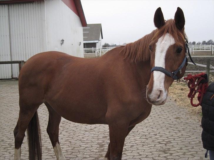 Dansk Varmblod Balou Vibeland billede 2