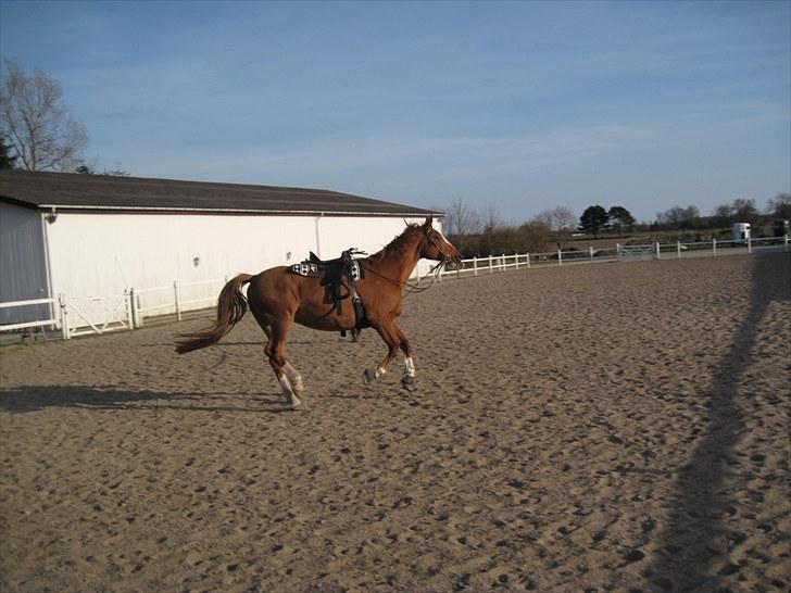 Dansk Varmblod Balou Vibeland billede 3