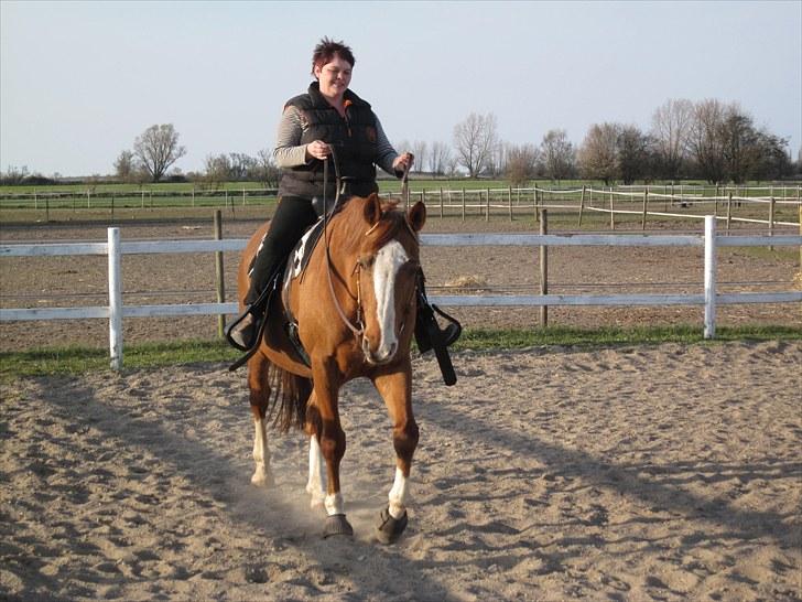 Dansk Varmblod Balou Vibeland billede 4