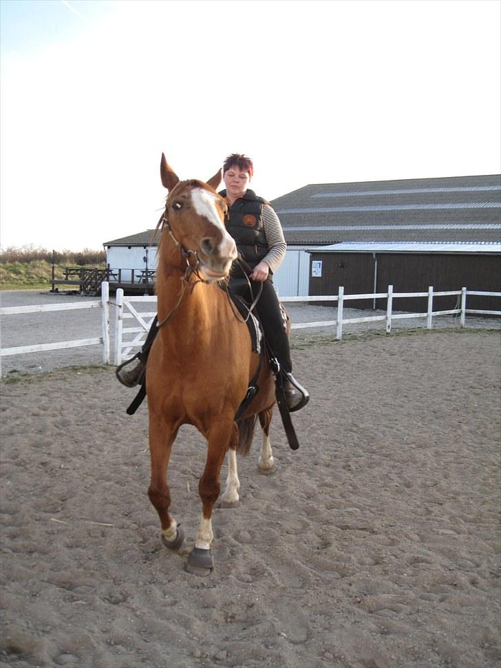 Dansk Varmblod Balou Vibeland billede 5