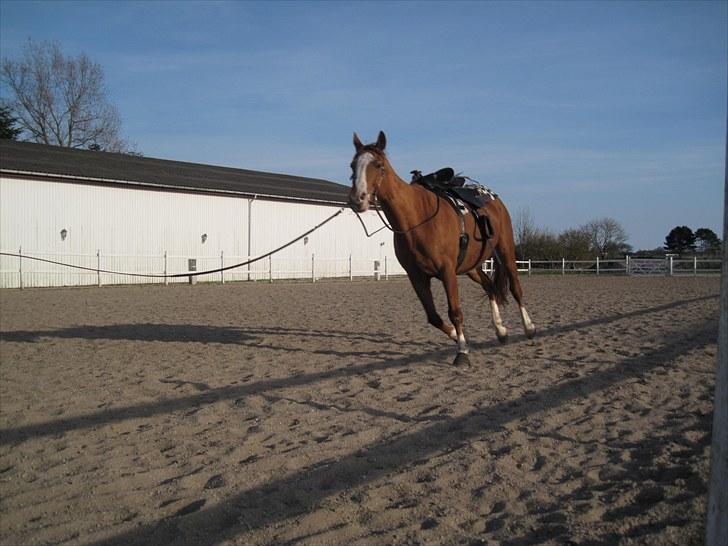 Dansk Varmblod Balou Vibeland billede 6