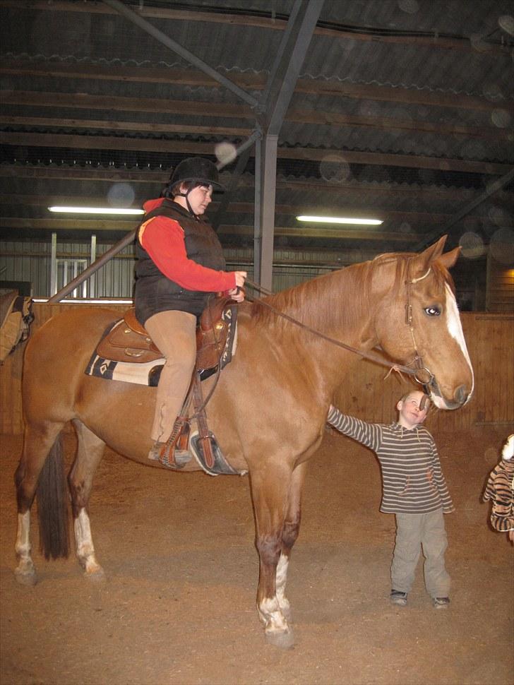 Dansk Varmblod Balou Vibeland billede 7