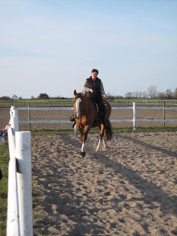 Dansk Varmblod Balou Vibeland billede 8