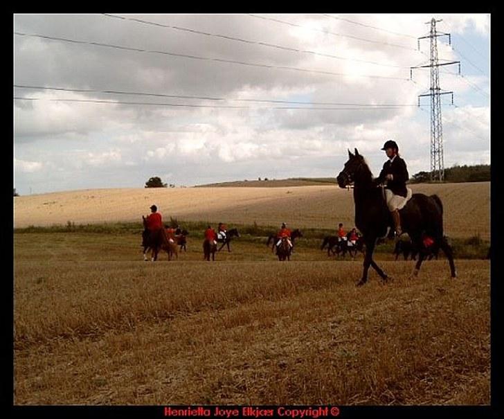 Traver Girl Of Beauty RIP - Vores første jagt billede 8