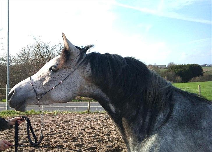 Arabisk fuldblod (OX) Gantrup Fresiah - Smukke Fresiah  Nyt den 7/4-2011 billede 1