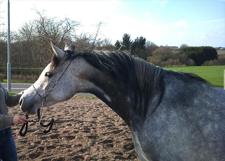 Arabisk fuldblod (OX) Gantrup Fresiah -  Taget den 7/4 billede 2