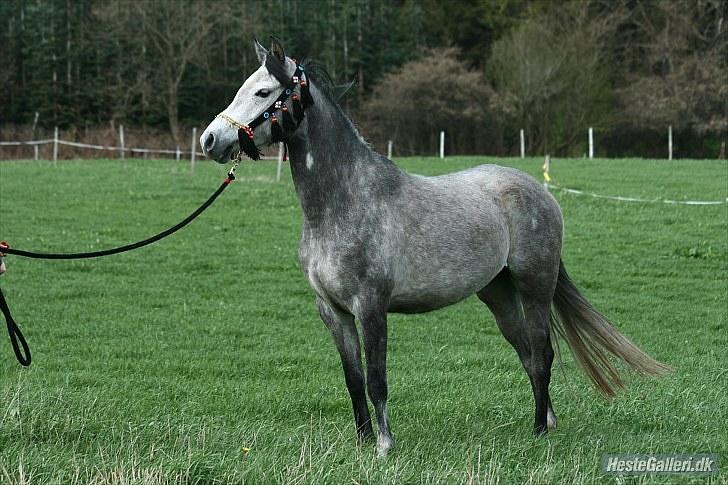 Arabisk fuldblod (OX) Gantrup Fresiah - Et år siden  billede 3