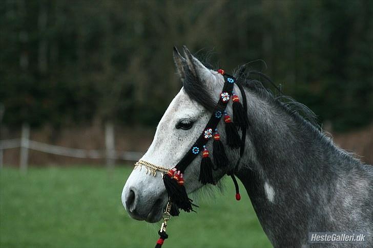 Arabisk fuldblod (OX) Gantrup Fresiah - Et år siden  billede 4