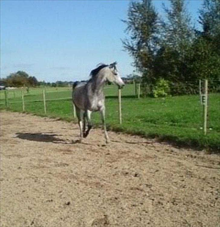 Arabisk fuldblod (OX) Gantrup Fresiah - oktober 2010 billede 5