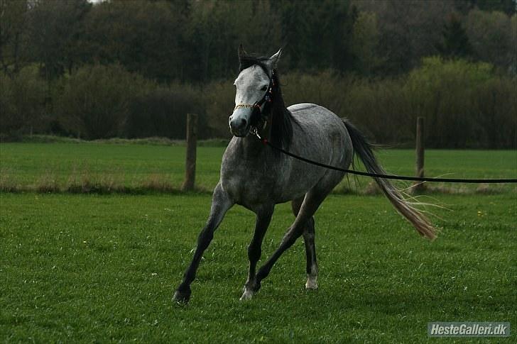 Arabisk fuldblod (OX) Gantrup Fresiah - Et år siden  billede 6