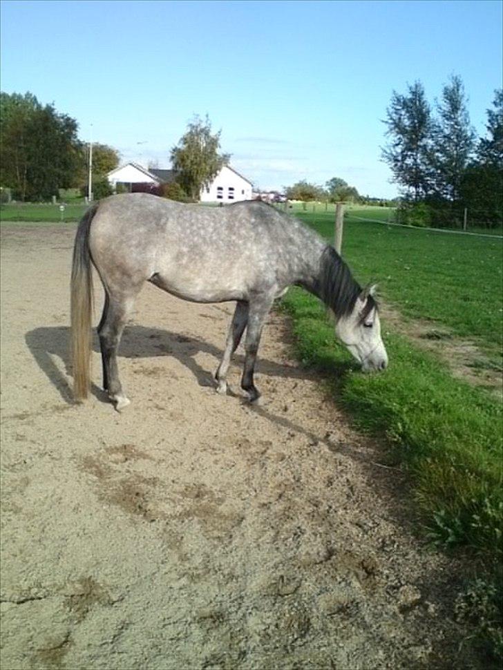 Arabisk fuldblod (OX) Gantrup Fresiah - oktober 2010 billede 7