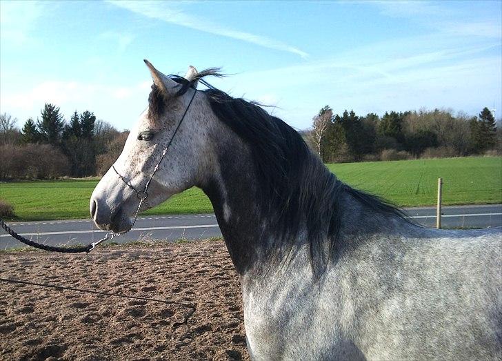 Arabisk fuldblod (OX) Gantrup Fresiah billede 8