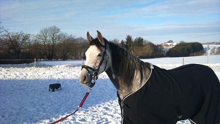 Arabisk fuldblod (OX) Gantrup Fresiah - Taget januar 2011 billede 9