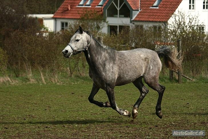Arabisk fuldblod (OX) Gantrup Fresiah - I fuld fart  billede 10