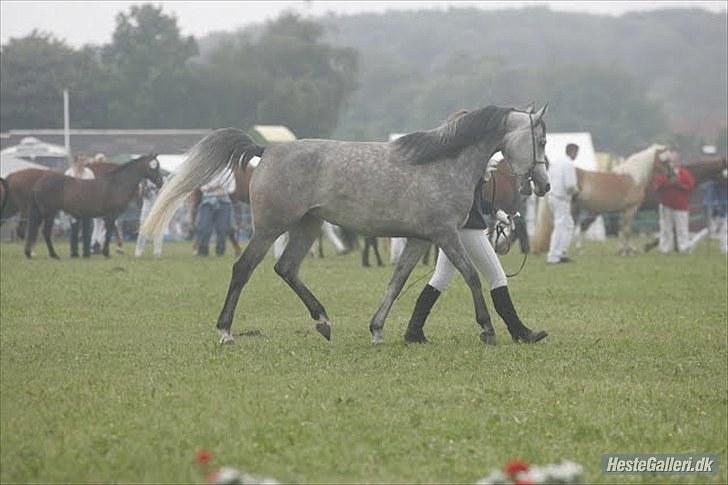 Arabisk fuldblod (OX) Gantrup Fresiah - Fresiah på dyreskue juni 2010 billede 11
