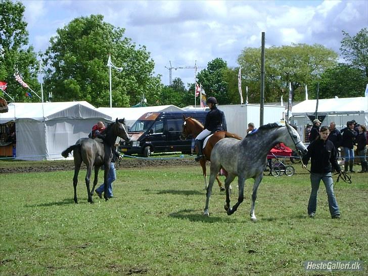 Arabisk fuldblod (OX) Gantrup Fresiah - Fresiah på dyreskue juni 2010 billede 12