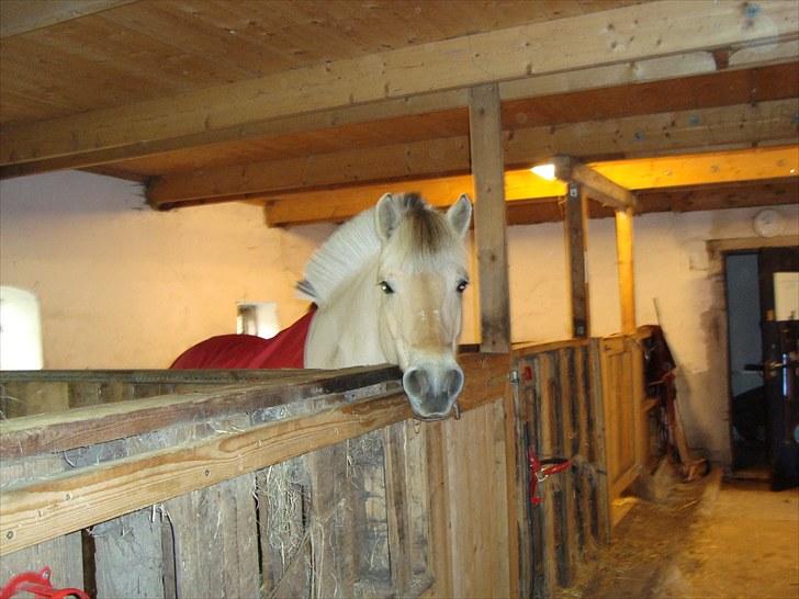 Fjordhest  Bjerregaards Embla  billede 15