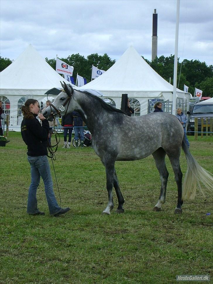 Arabisk fuldblod (OX) Gantrup Fresiah - Fresiah på dyreskue juni 2010 billede 14