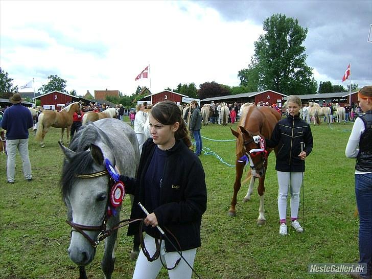 Arabisk fuldblod (OX) Gantrup Fresiah - Fresiah på dyreskue juni 2010 billede 15