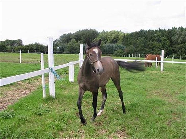 Arabisk fuldblod (OX) Gantrup Fresiah - Em meget ung Fresiah meget mørk  billede 16