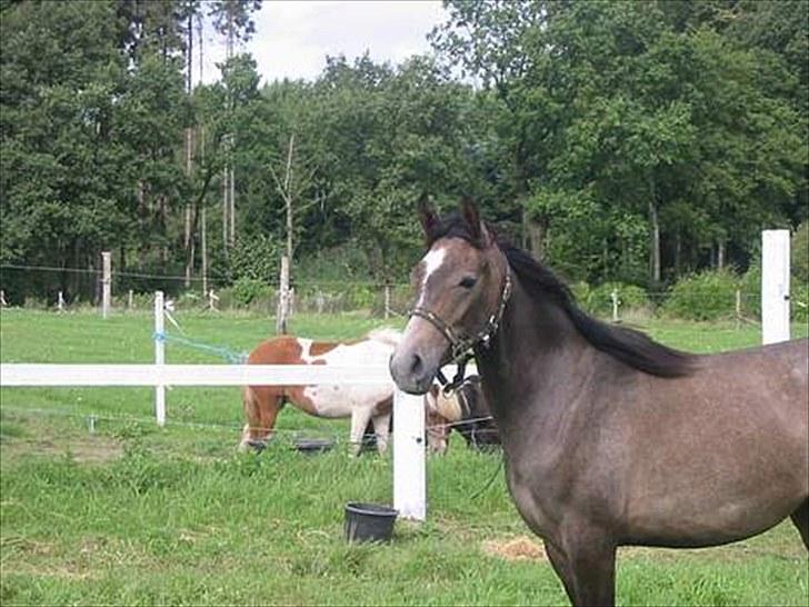 Arabisk fuldblod (OX) Gantrup Fresiah - En meget ung Fresiah meget mørkt sjovt at se hvor meget farve hun har skiftet  billede 17
