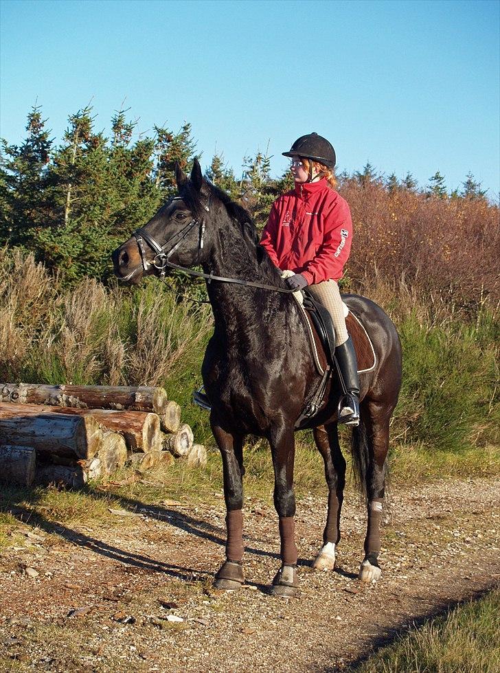 Dansk Varmblod Monique af Ommestrup - Monique og jeg i skoven i Sejerselv :) 7 nov 10 billede 14