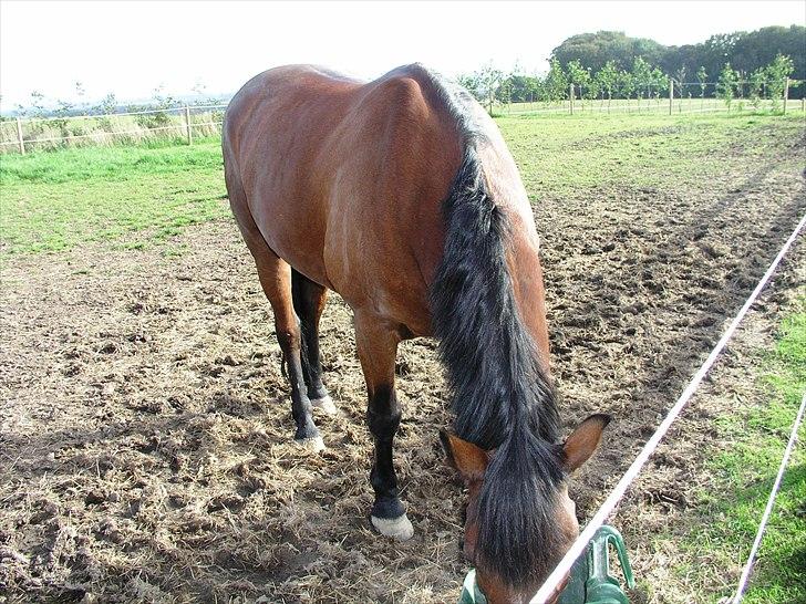 Anden særlig race Fighter (solgt) ;/ - Fighter's ynglings ting er self. mad!!
Foto: Mor:) billede 12