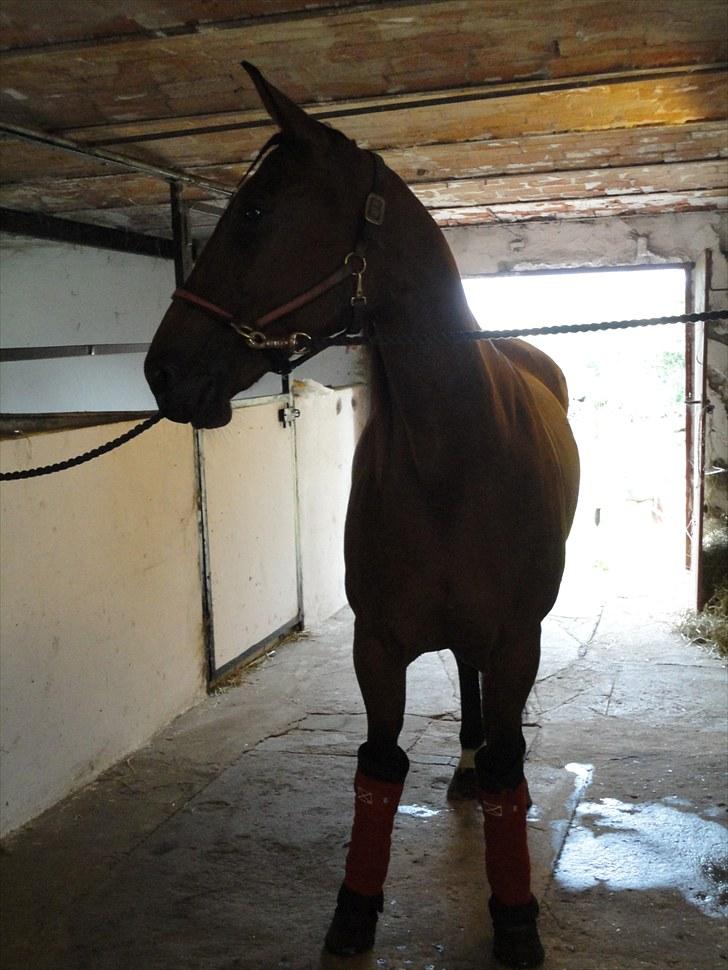 Traver Omars Sahara - Ved at blive ordnet inden hun skulle afsted til løb billede 15