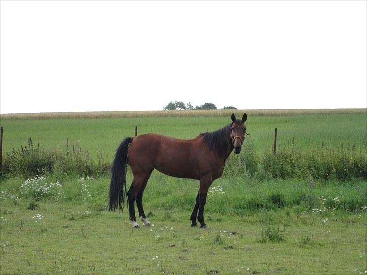 Traver Omars Sahara billede 16