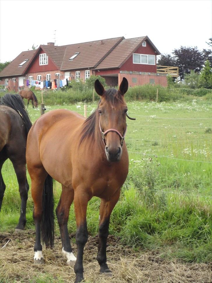 Traver Omars Sahara billede 18