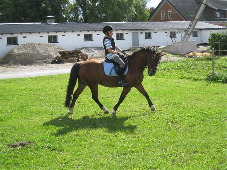 Anden særlig race Felipe<3 (solgt) - Sommer 2010: Se hvor fint han kan gå :-) billede 11