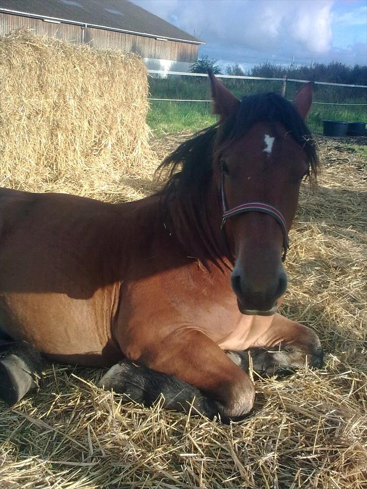 Belgier Rasmus  billede 10